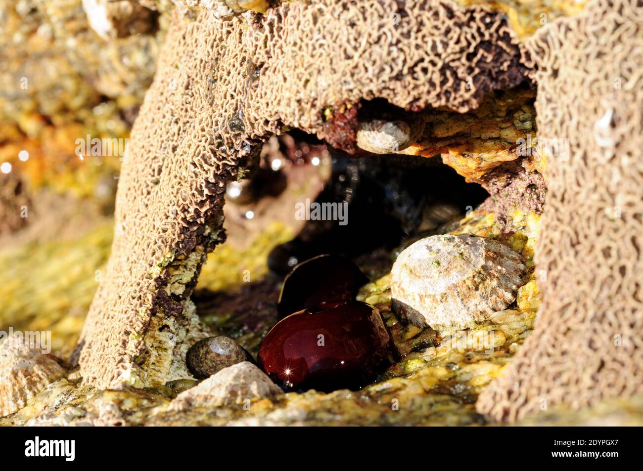 Algue coralline (Lithophyllum tortuosum) Banque D'Images