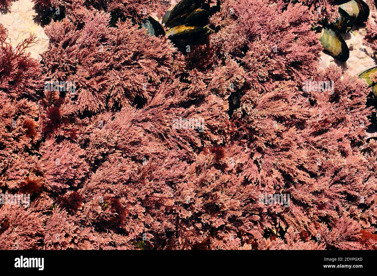 Algues corallina dans un étang de marée Banque D'Images