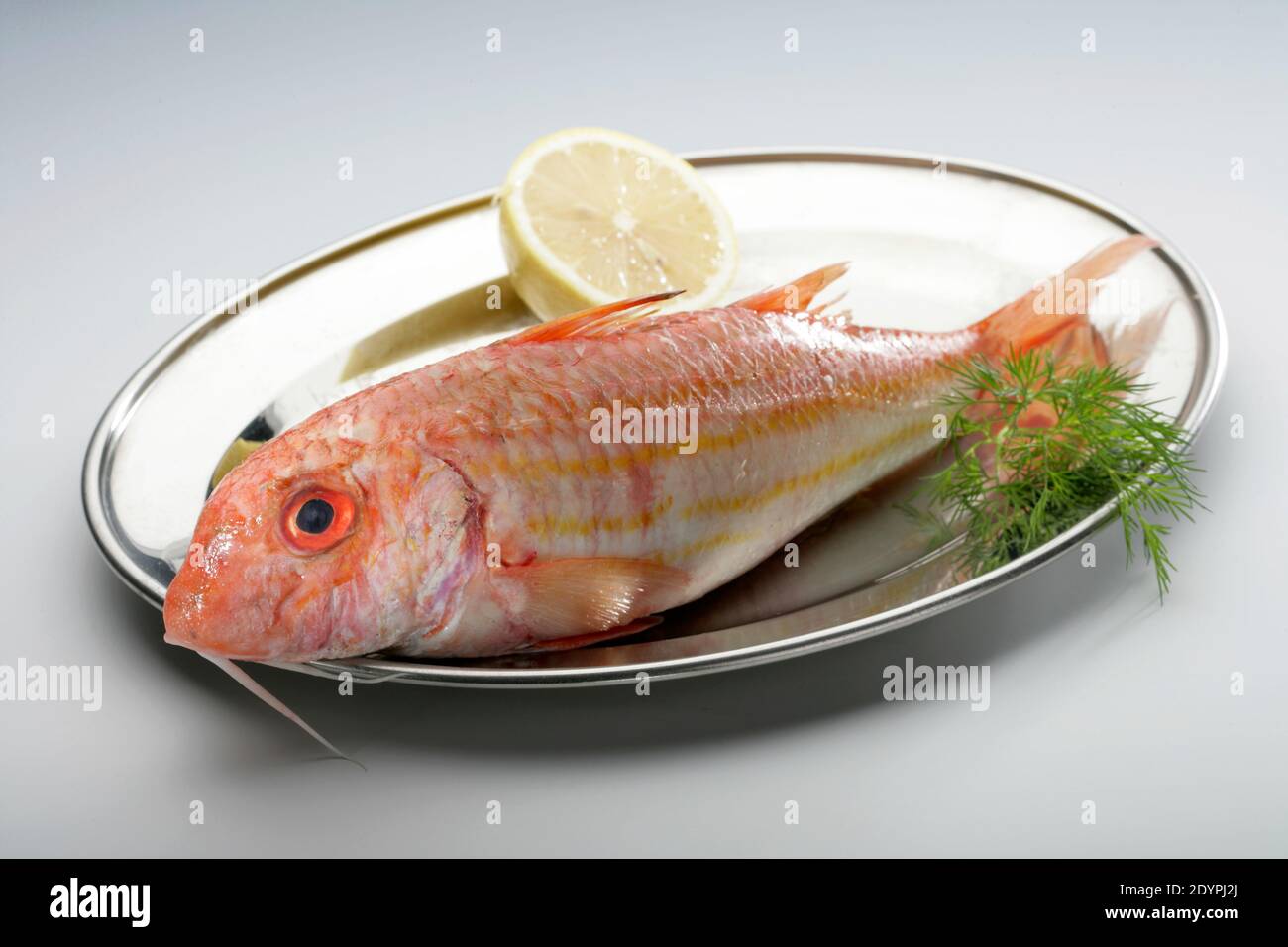 ryba, parmices nachova, ryba na tácku, ryba k jídlu Photo Stock - Alamy