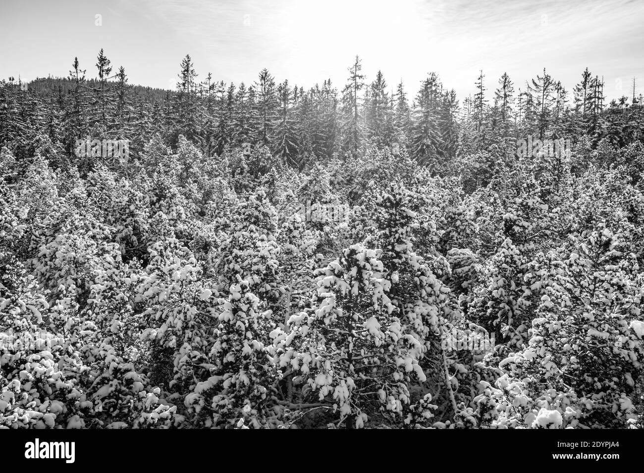 hiverner dans une forêt d'épicéa dans la nature autrichienne supérieure réserve tanner moor près de liebenau Banque D'Images