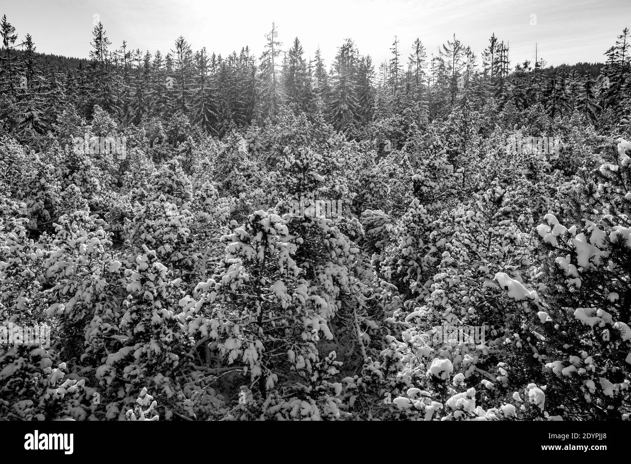hiverner dans une forêt d'épicéa dans la nature autrichienne supérieure réserve tanner moor près de liebenau Banque D'Images