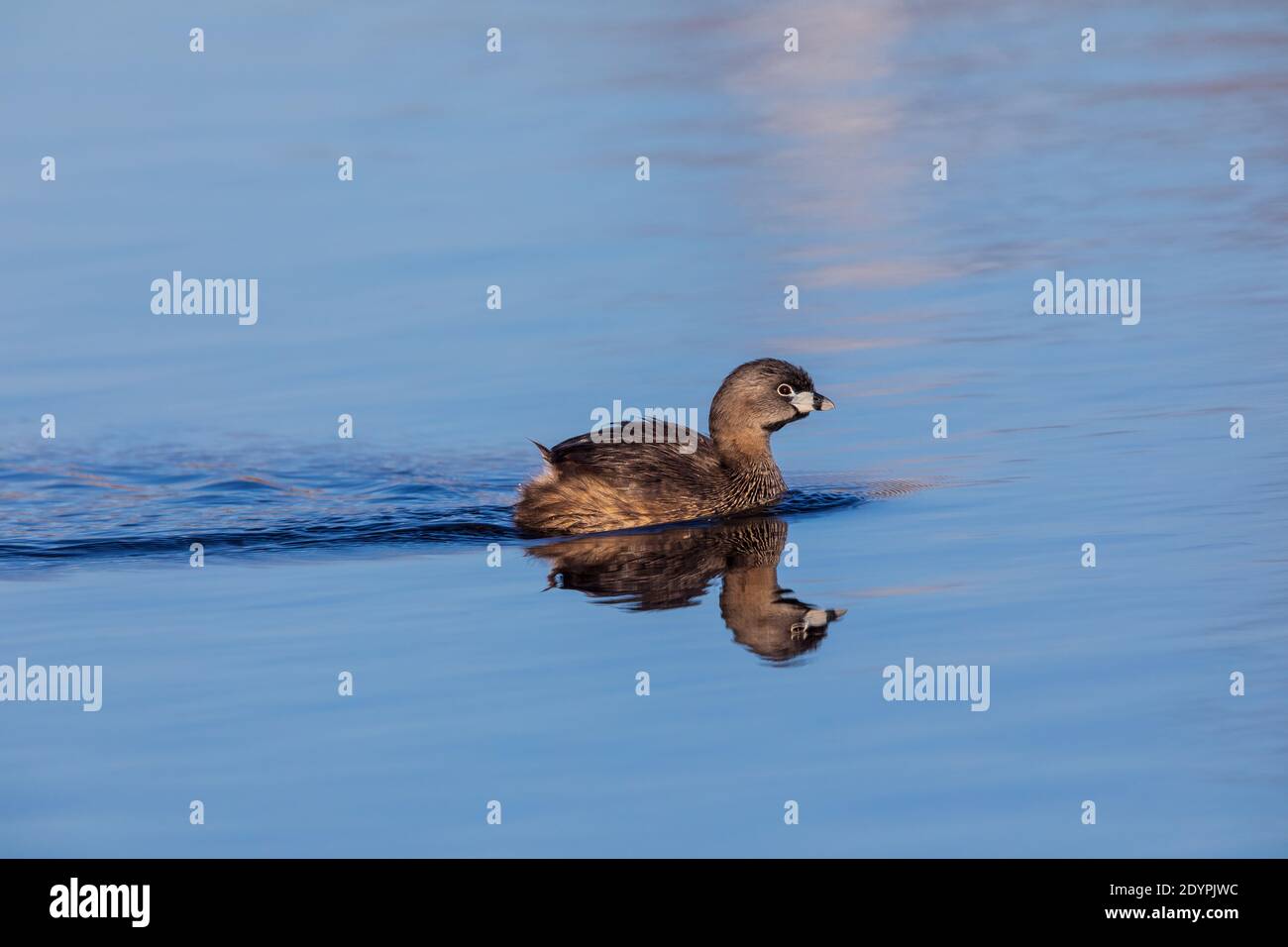 Grebe à bec de pied nageant dans un lac du nord du Wisconsin. Banque D'Images