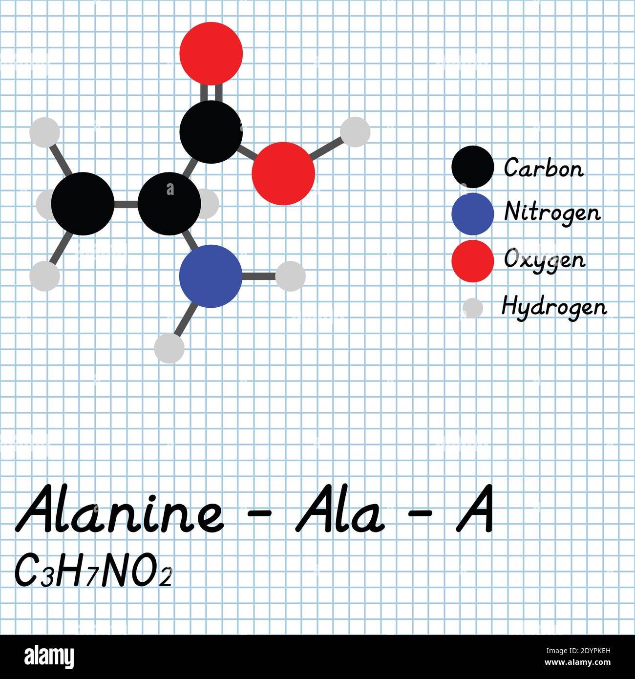 Alanine - Ala - UNE formule moléculaire et une structure chimique des acides aminés . Modèle de boule et de bâton 2D sur fond de feuille de papier de l'école. EPS10 Illustration de Vecteur