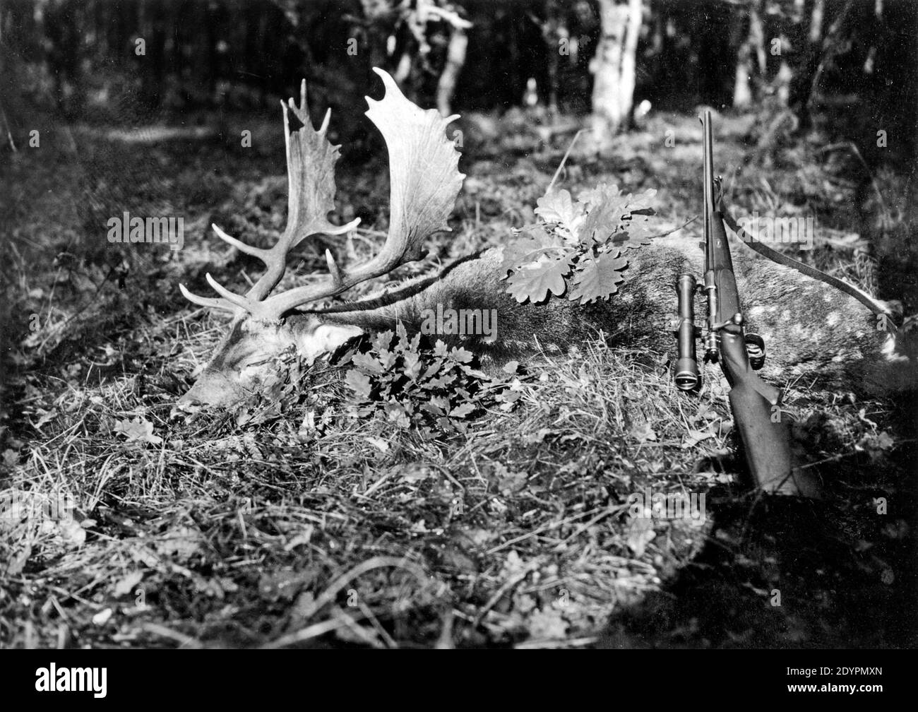 deer tiré par Paul von Hindenburg, vers 1930, Allemagne Banque D'Images