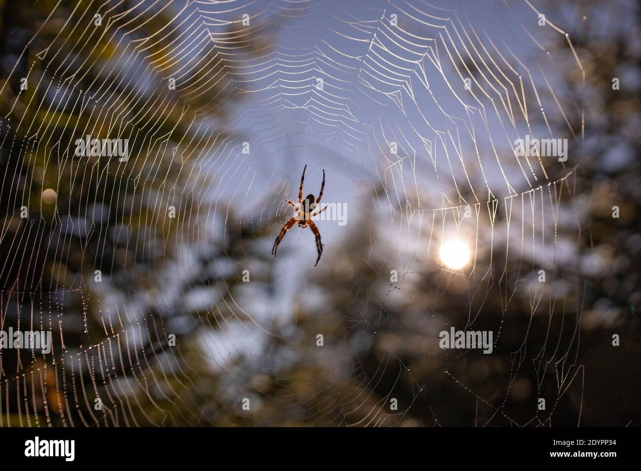 Gros plan de l'araignée de jardin européenne sur le web Banque D'Images
