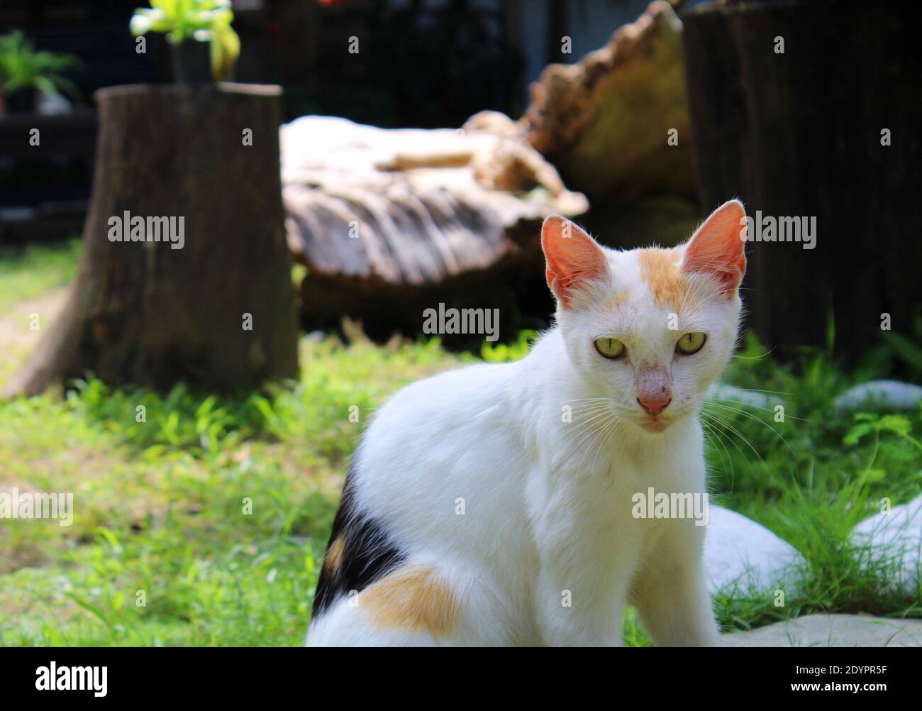 le regard d'un chat blanc sur le jardin Banque D'Images