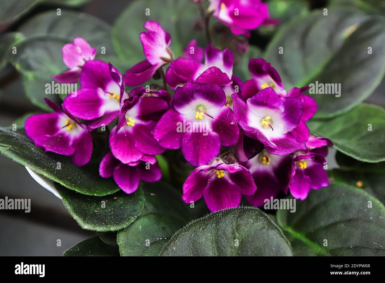 Fleurs violettes et blanches de couleur africaine entre les feuilles velues  Photo Stock - Alamy
