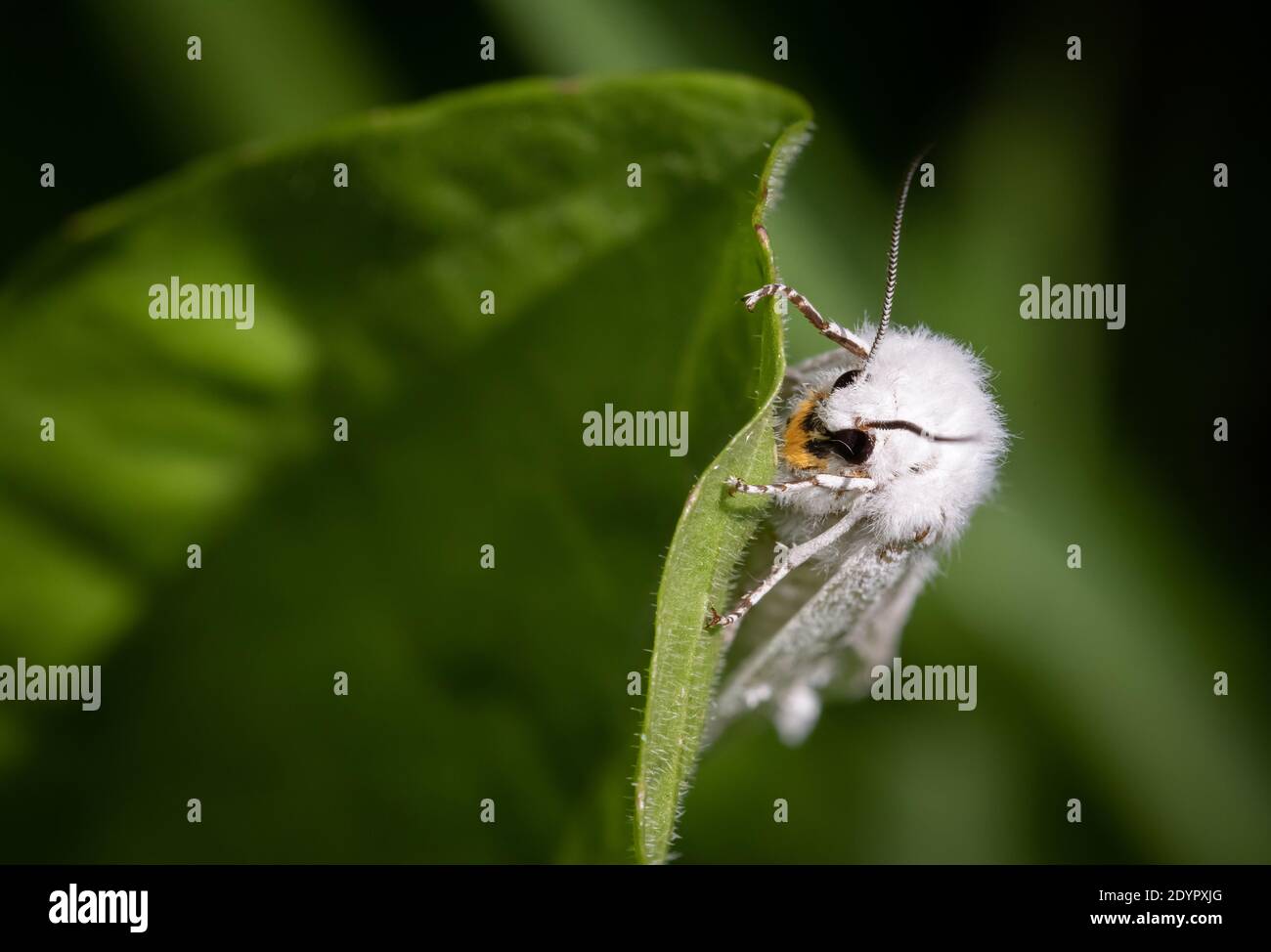 Un tigre de Virginie (Spilosoma virginica) reposant sur une feuille au populaire Ashbridges Bay Park de Toronto. Banque D'Images