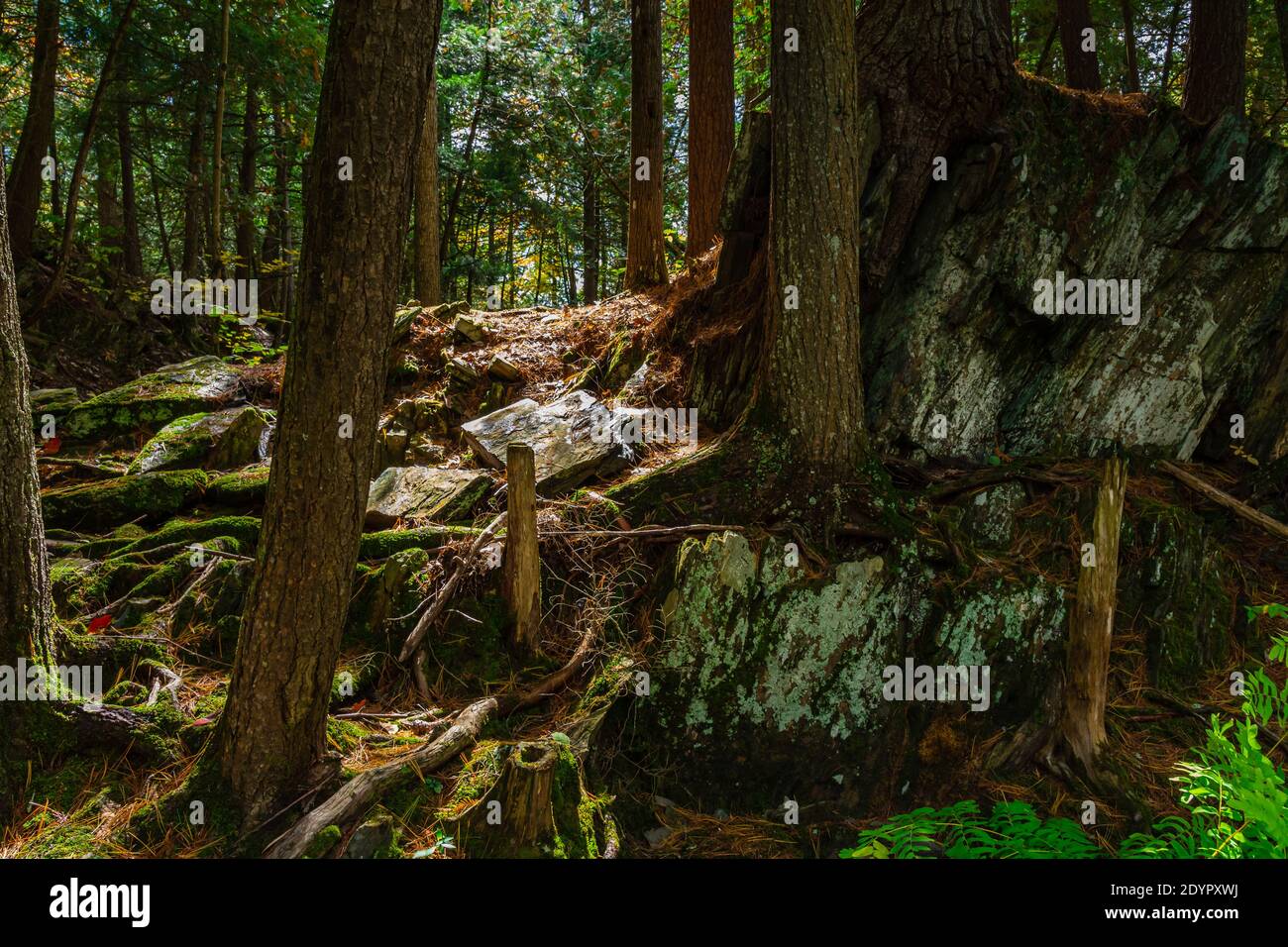 Chutes Cordova Cordova Lake Crowe River Havelock Peterborough County Ontario Le Canada en automne Banque D'Images