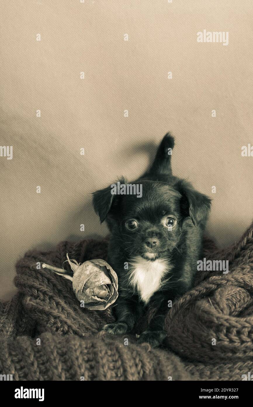 Petit Chiot Chihuahua Doux Blanc Et Noir Assis Sur Un Echarpe Tricotee A Cote D Une Rose Sechee Photo Stock Alamy
