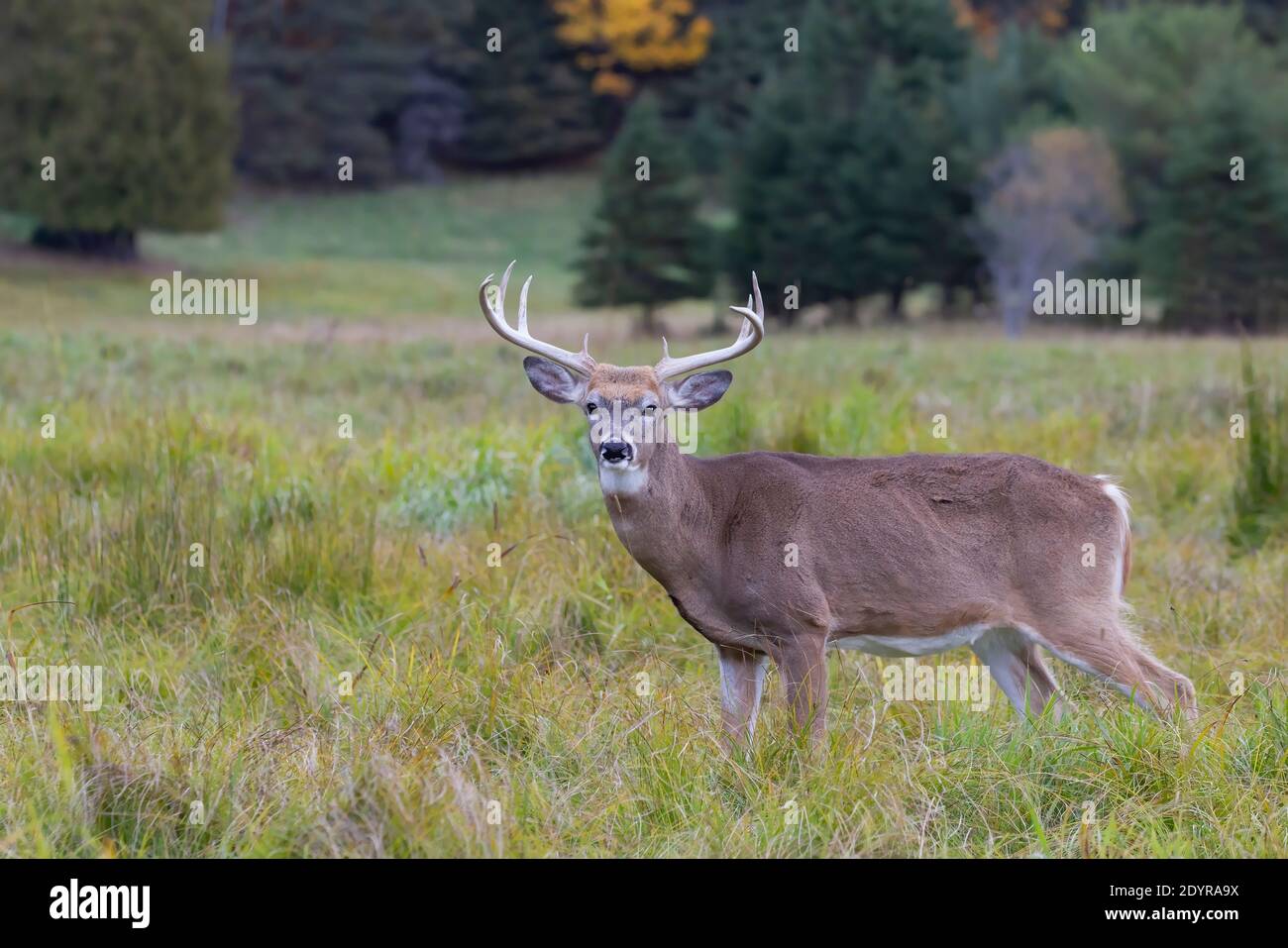 White-tailed deer buck marche à travers la prairie pendant l'automne de l'ornière au Canada Banque D'Images