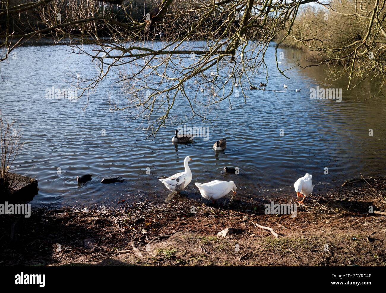 Le lac à Hillfield Park en hiver, Monkspath, Solihull, West Midlands, Royaume-Uni Banque D'Images