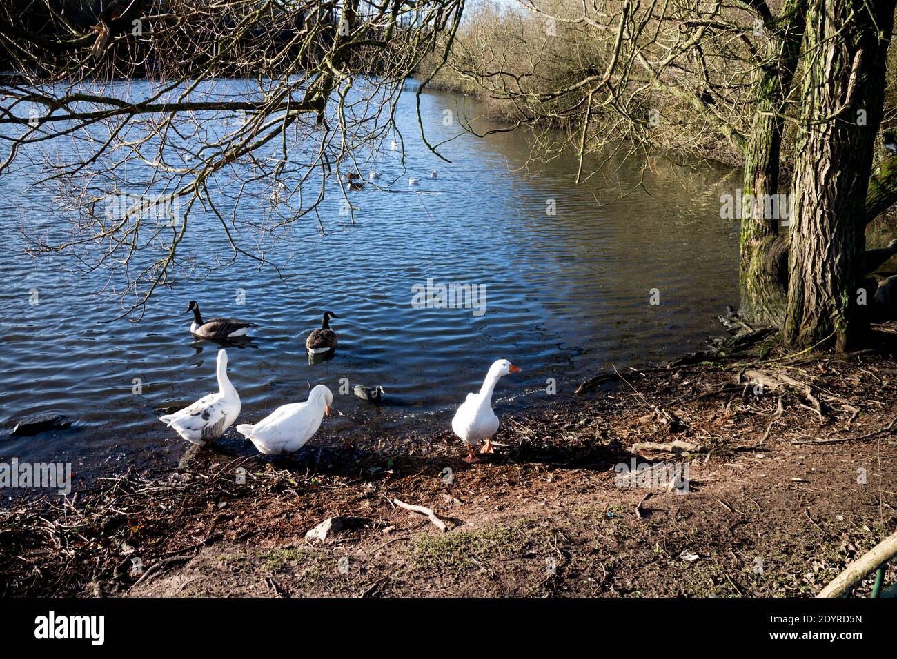 Le lac à Hillfield Park en hiver, Monkspath, Solihull, West Midlands, Royaume-Uni Banque D'Images