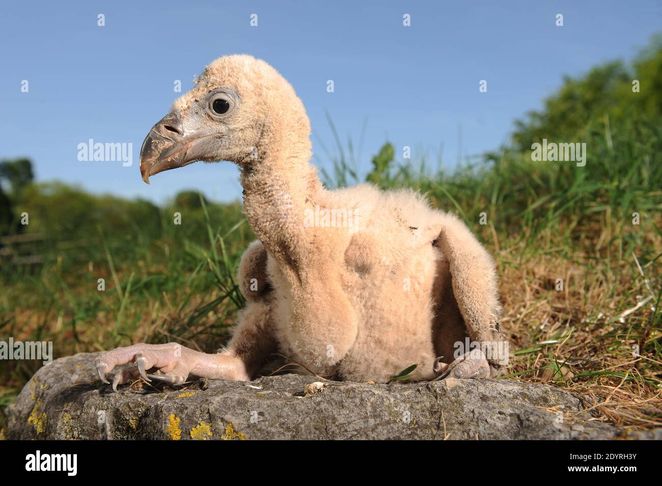 Le Bebe Griffon Vautour Vautour Fauve Photographie Au Parc Des Aigles Du Leman A Sciez En France Le 18 Juin 13 Le Griffon Vulture Mesure 93 122 Cm 37 48 Po De Long Avec