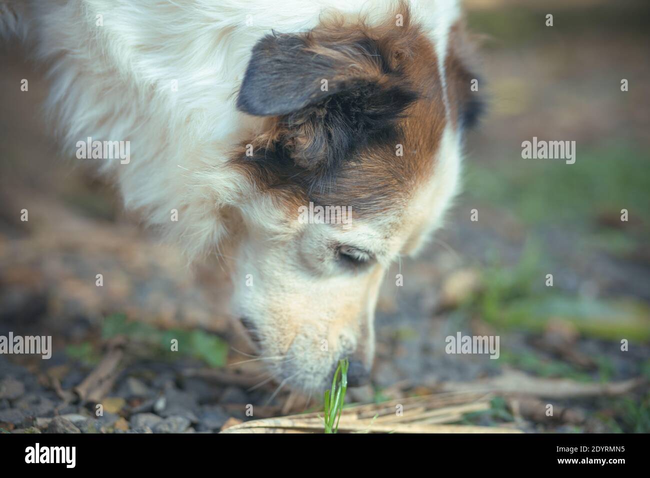 Un joli chien blanc mangeant de l'herbe sur un fond flou Banque D'Images