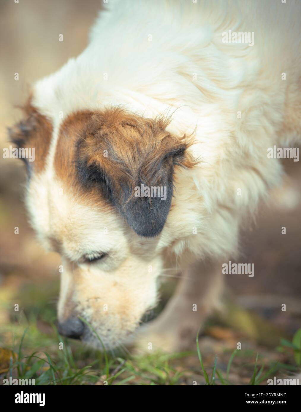 Une photo verticale d'un joli chien blanc mangeant de l'herbe sur un arrière-plan flou Banque D'Images