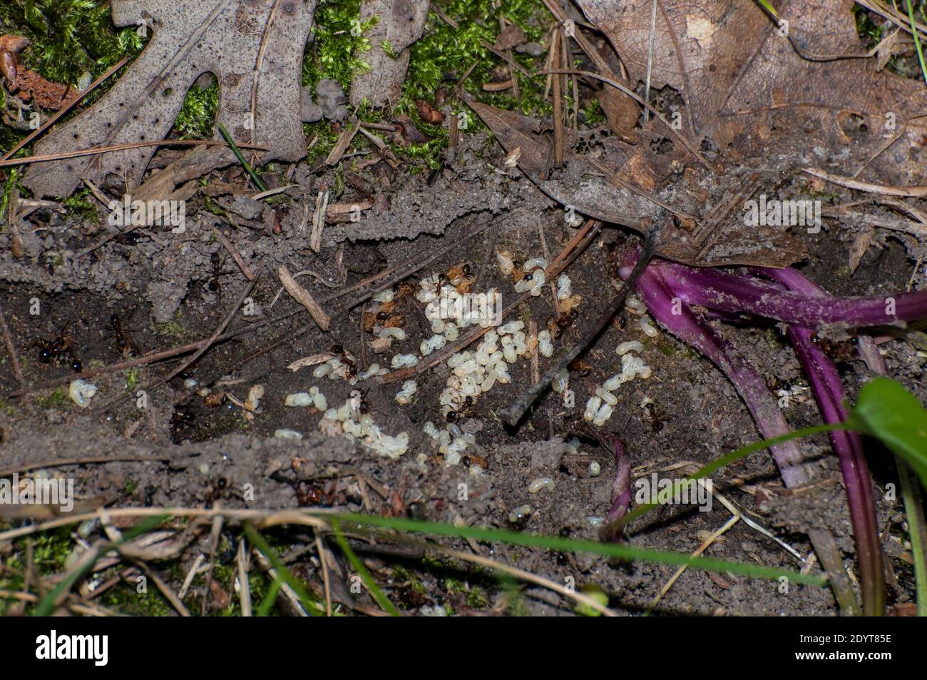 Vadnais Heights, Minnesota. Forêt John H. Allison. Colonie de fourmis noirs tendant aux larves. Banque D'Images