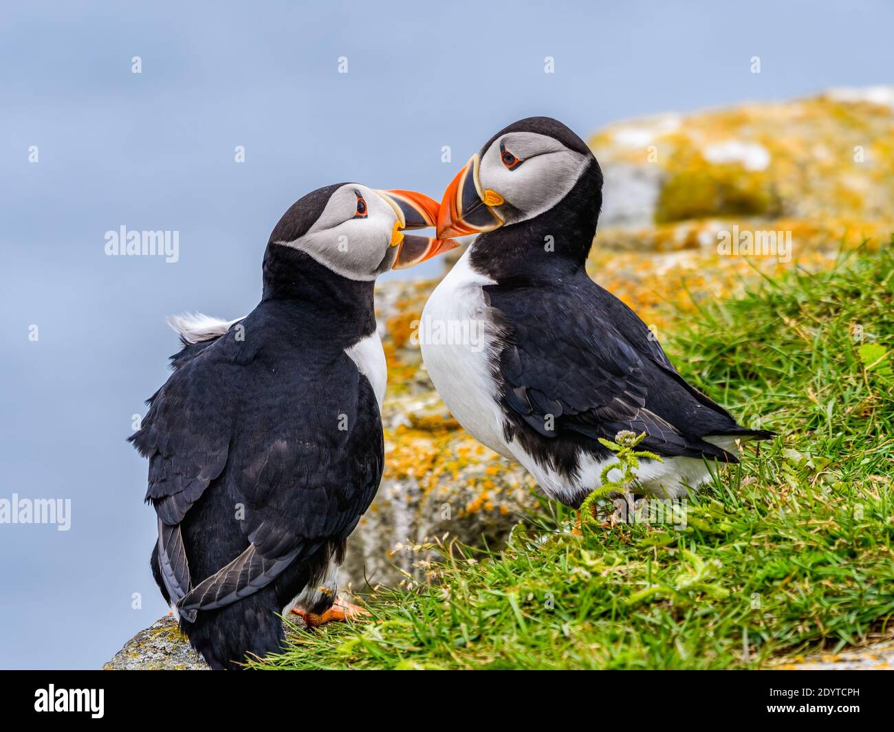 Deux Puffins de l'Atlantique Kissing, Portrait Banque D'Images