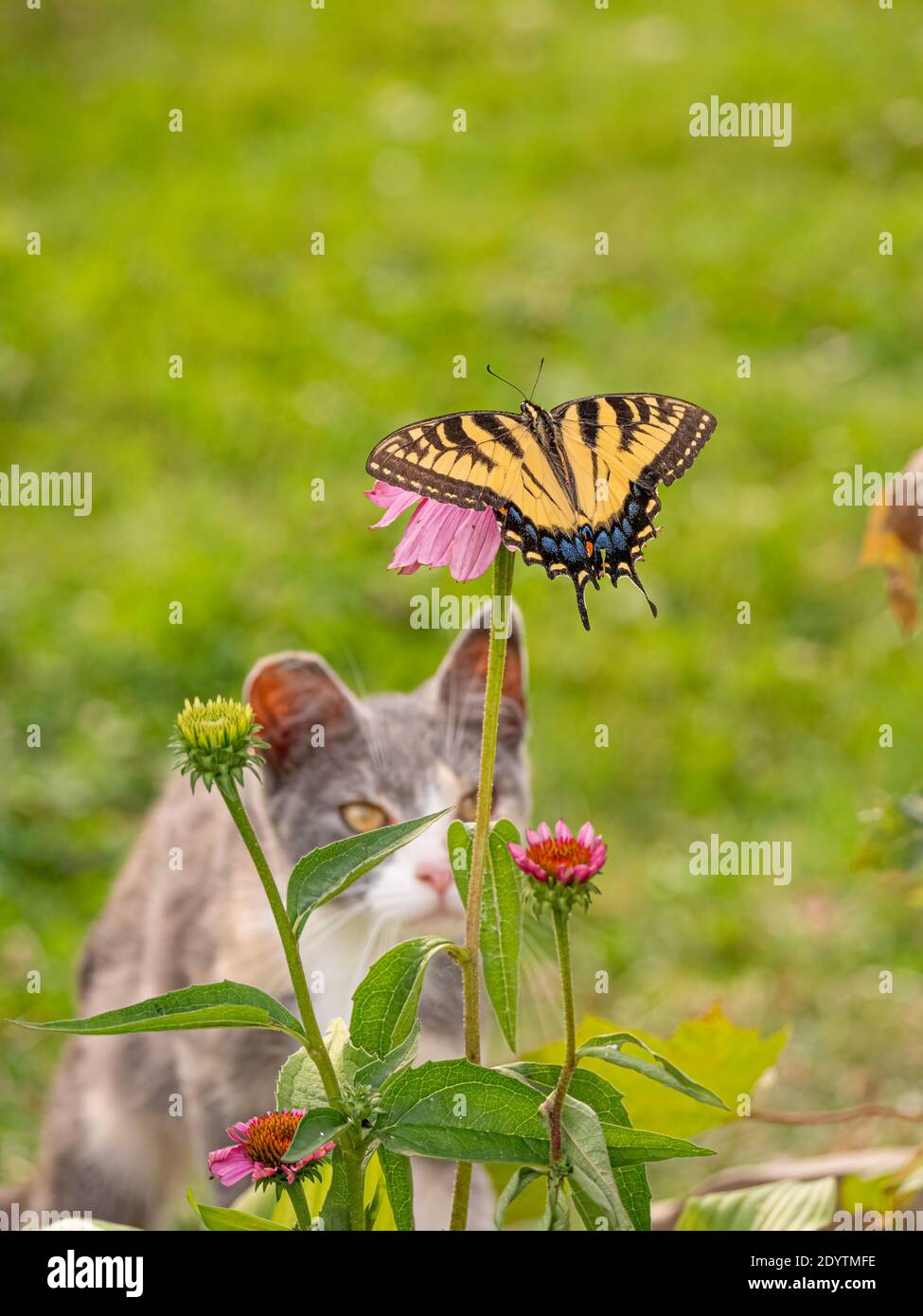Chat regardant le papillon dans le jardin Banque D'Images