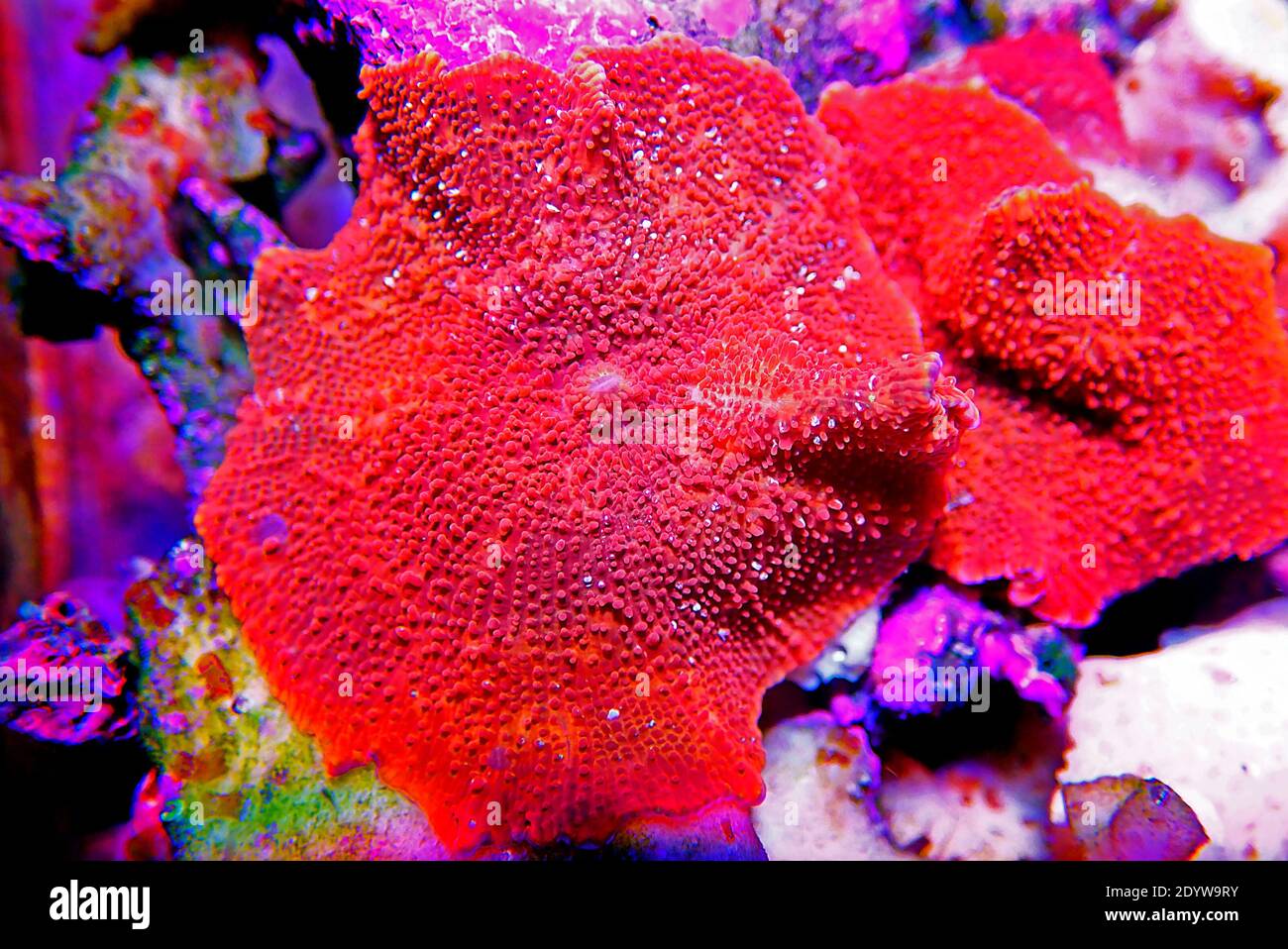 Corail à champignons Ultra Red Discosoma - (Actinodiscus sp.) Banque D'Images