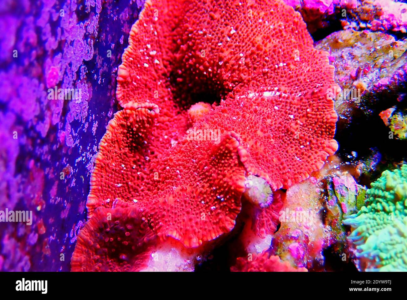 Corail à champignons Ultra Red Discosoma - (Actinodiscus sp.) Banque D'Images