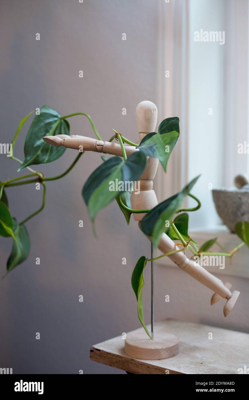 Une vigne de philodendron brasil soutenue par un mannequin en bois. Banque D'Images