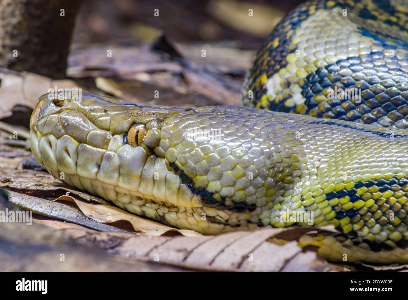 Le python réticulé (Malayopython reticulatus) est une espèce de serpent de la famille des Pythonidae. L'espèce est originaire de l'Asie du Sud et de l'Asie du Sud-est. Banque D'Images