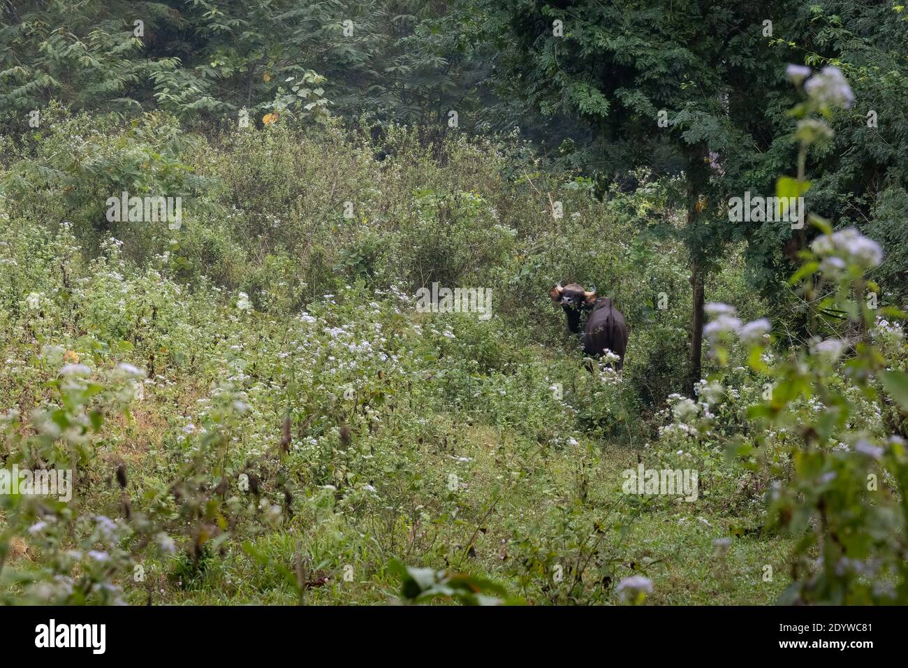 Le Gaur (Bos gaurus), également appelé bison indien, est le plus grand bovin existant. Cette espèce est originaire de l'Asie du Sud et du Sud-est. Il a été lis Banque D'Images