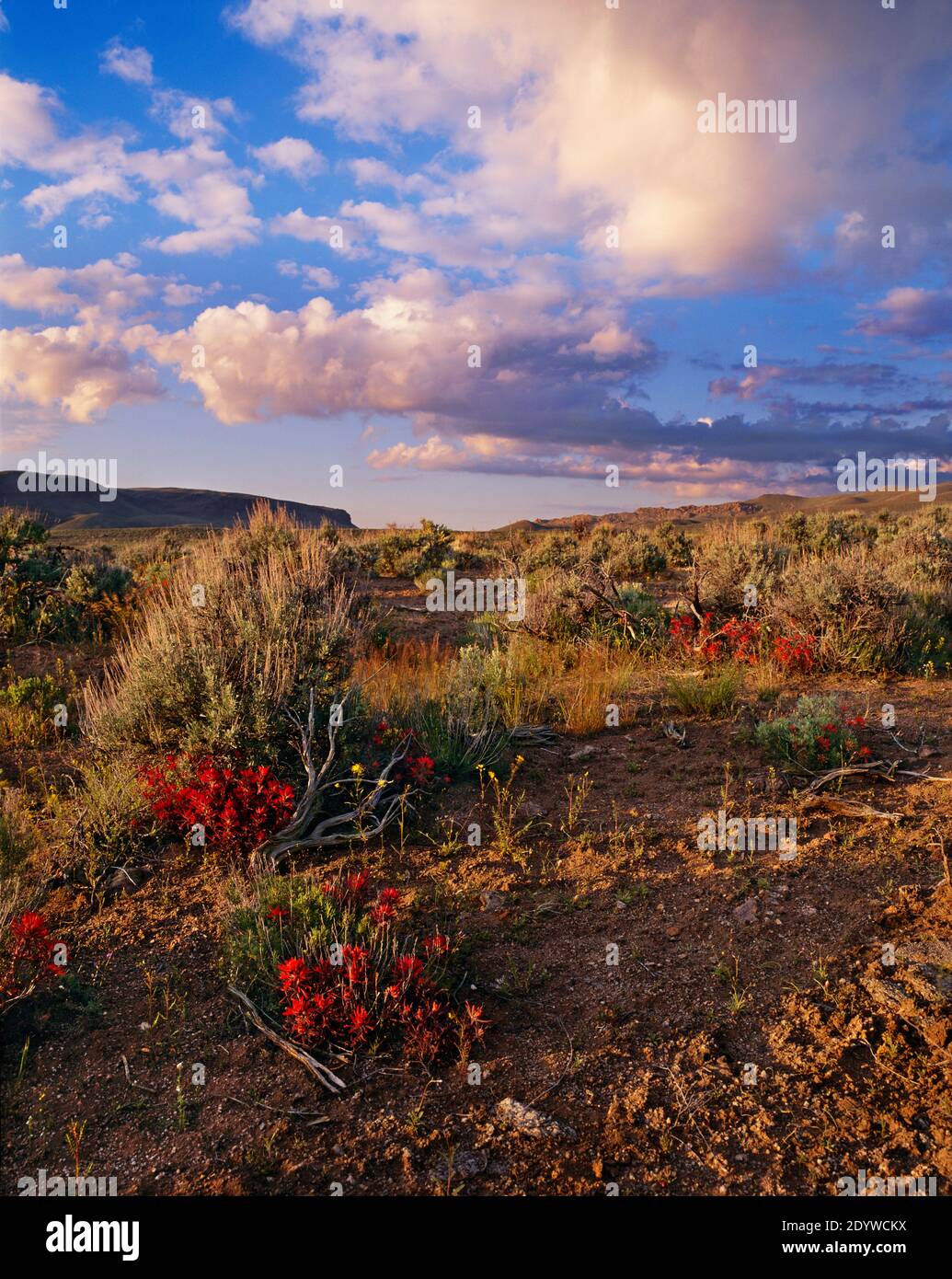 En fin d'après-midi, des cumulus et des fleurs sauvages du désert dans les Oxyhee Uplands de l'Idaho, près de Reynolds Creek. Banque D'Images