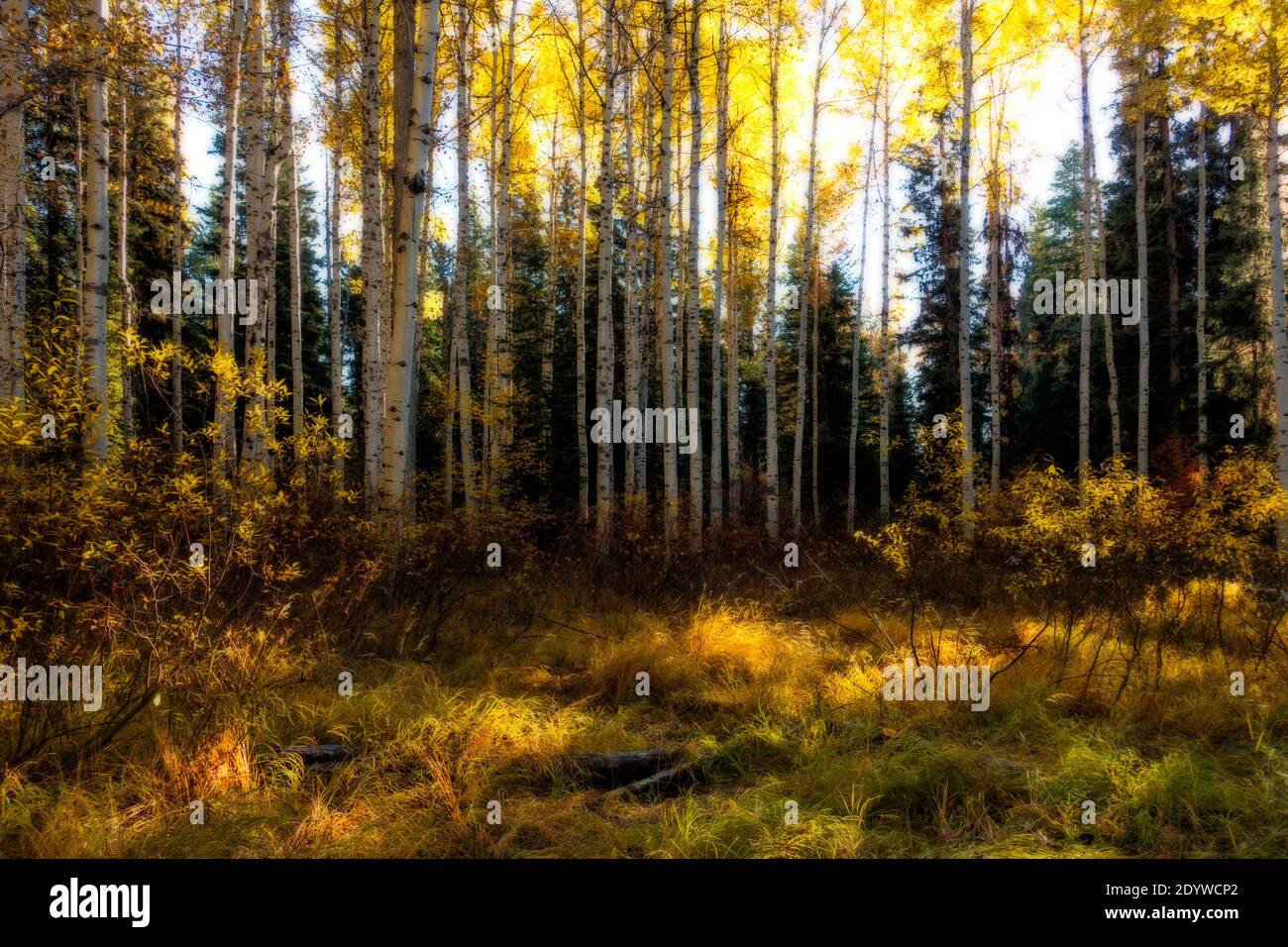 Les couleurs d'automne dans le bosquet de peuplier faux-tremble à l'Idaho Ponderosa State ParkUSA Banque D'Images