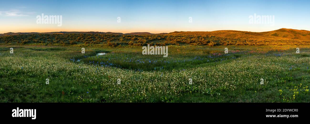 Image panoramique d'un Canyon Creek Meadow dans le marais du centenaire Camas Prairie de l'Idaho au lever du soleil. Banque D'Images