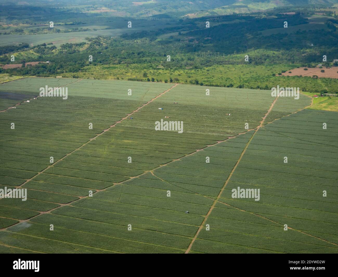 Vue aérienne de la plantation d'ananas près de General Santos City dans le sud de Cotabato, Mindanao aux Philippines Banque D'Images Vue aérienne de la plantation d'ananas près de General Santos City dans le sud de Cotabato, Mindanao aux Philippines Banque D'Images