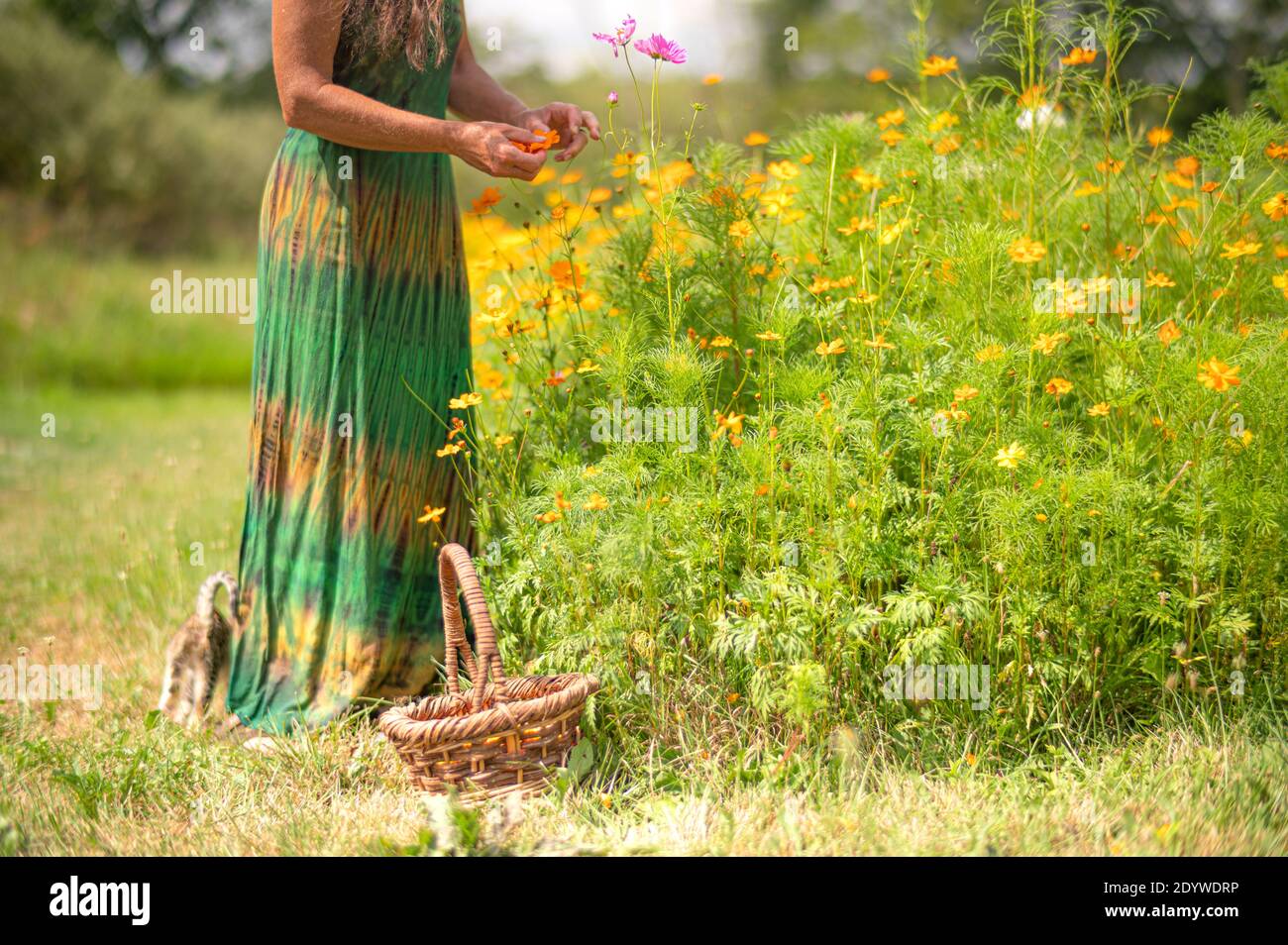 Femme cueillant des fleurs avec le chat Banque D'Images