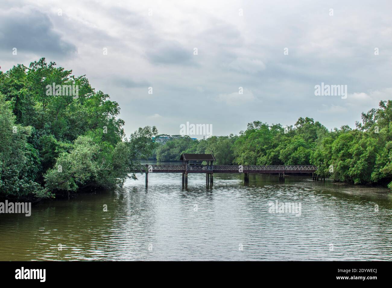 L'ancien pont et la vue sur la rivière dans la réserve de Sungei Buloh Wetland à Singapour, un point d'arrêt important pour les oiseaux migrateurs. Banque D'Images