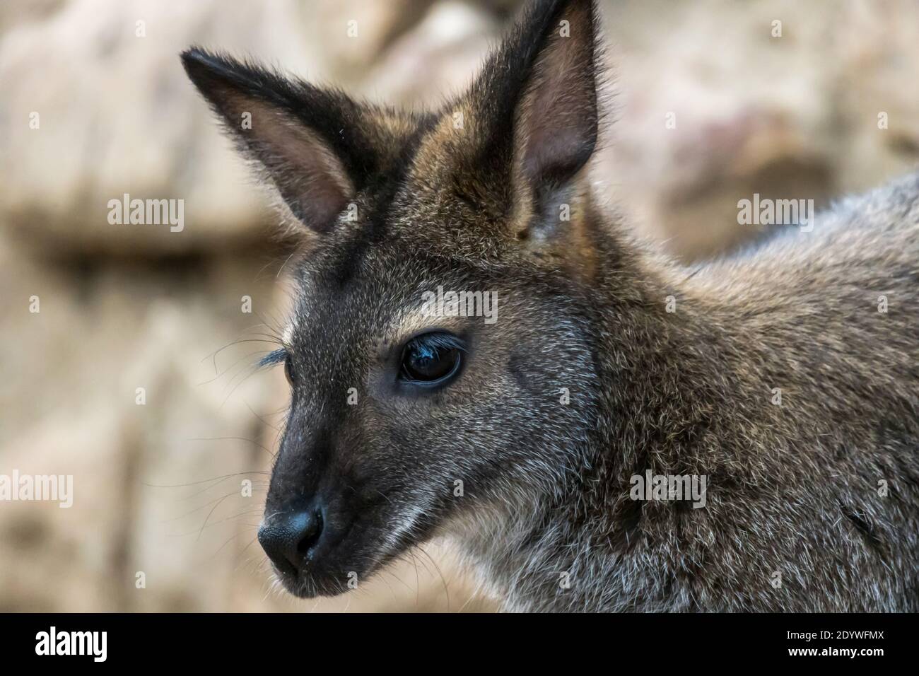 Un kangourou de wallaby se ferme en face d'un rocher face Banque D'Images