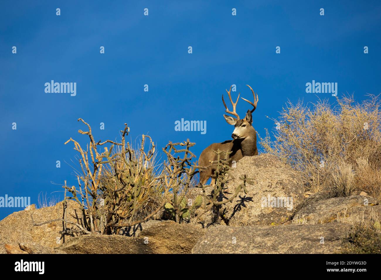 Un cerf mulet piquant derrière un rocher dans les contreforts des montagnes Sandia à Albuquerque, Nouveau-Mexique (États-Unis) pendant un après-midi d'hiver. Banque D'Images