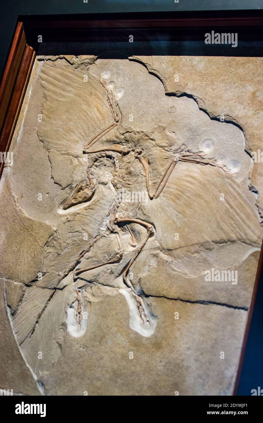 Le fossile 'le spécimen de Berlin' d'Archéopteryx dans le Musée d'Histoire naturelle de Berlin. C'est l'échantillon le plus complet, le premier avec une tête complète. Banque D'Images
