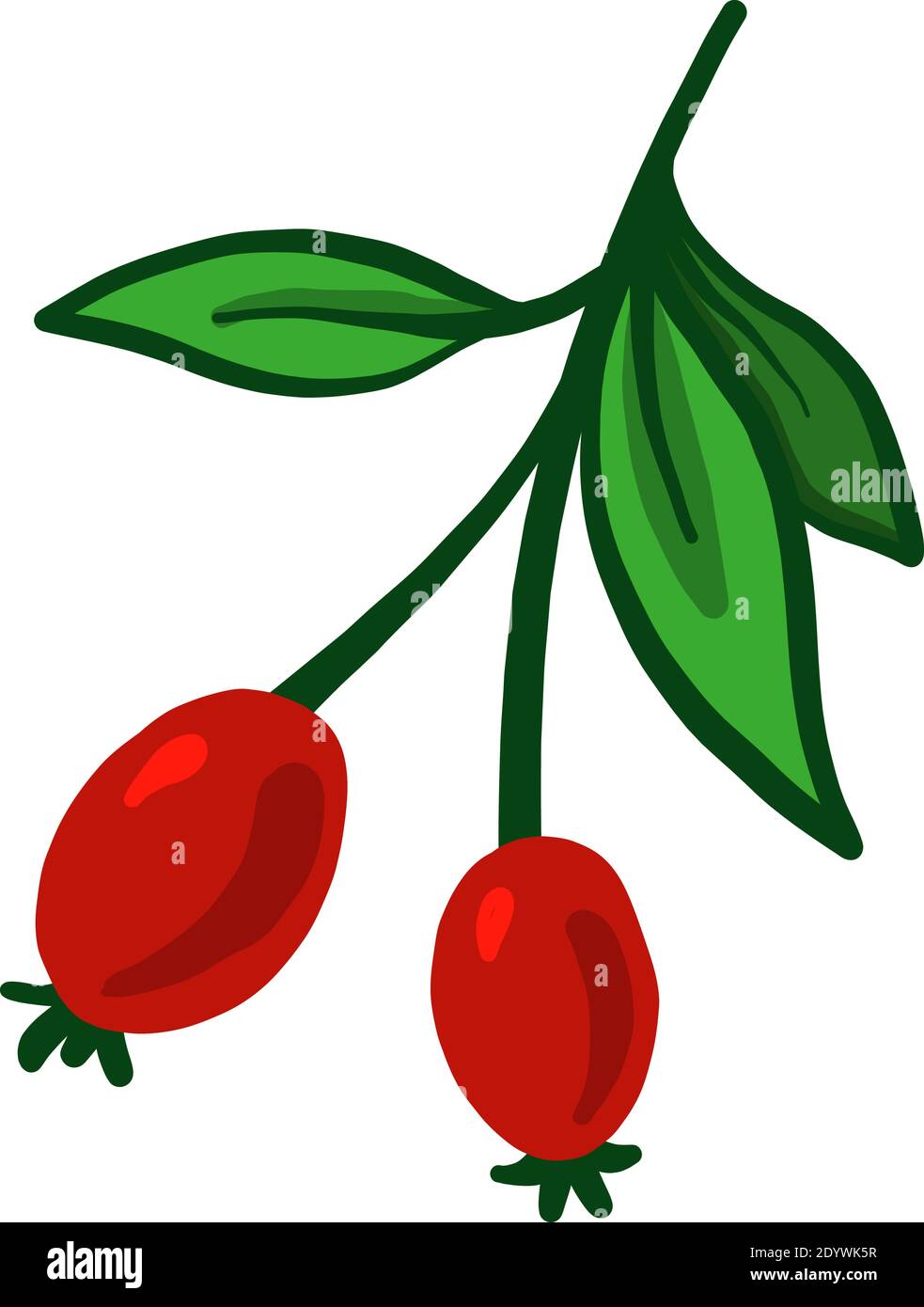 Rosehip sur une branche, illustration, vecteur sur fond blanc. Illustration de Vecteur