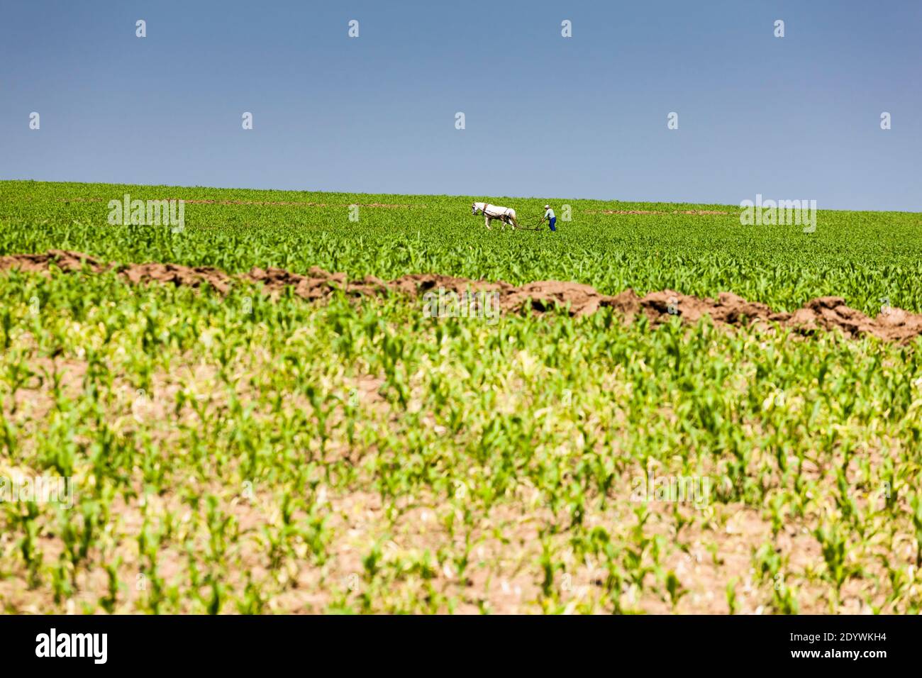 Paysages de la plaine du Danube, près de Ruse, province de Ruse, Bulgarie, Europe du Sud-est, Europe Banque D'Images