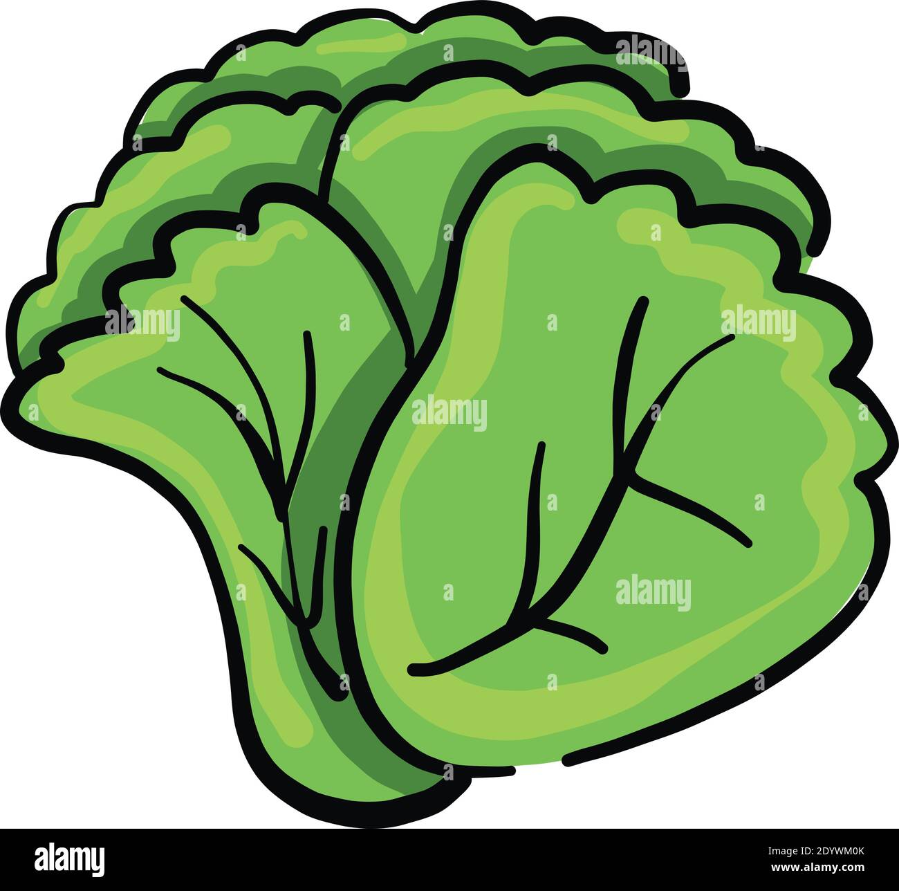 Salade verte fraîche, illustration, vecteur sur fond blanc. Illustration de Vecteur