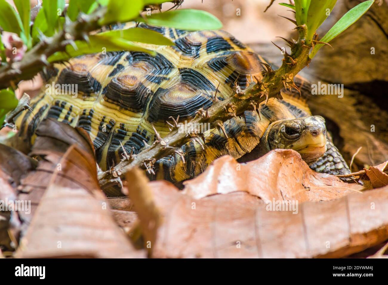La tortue araignée à dos plat (Pyxis planicauda) est une tortue appartenant à la famille des Testudinidae. Elle est endémique de la côte ouest de Madagascar Banque D'Images