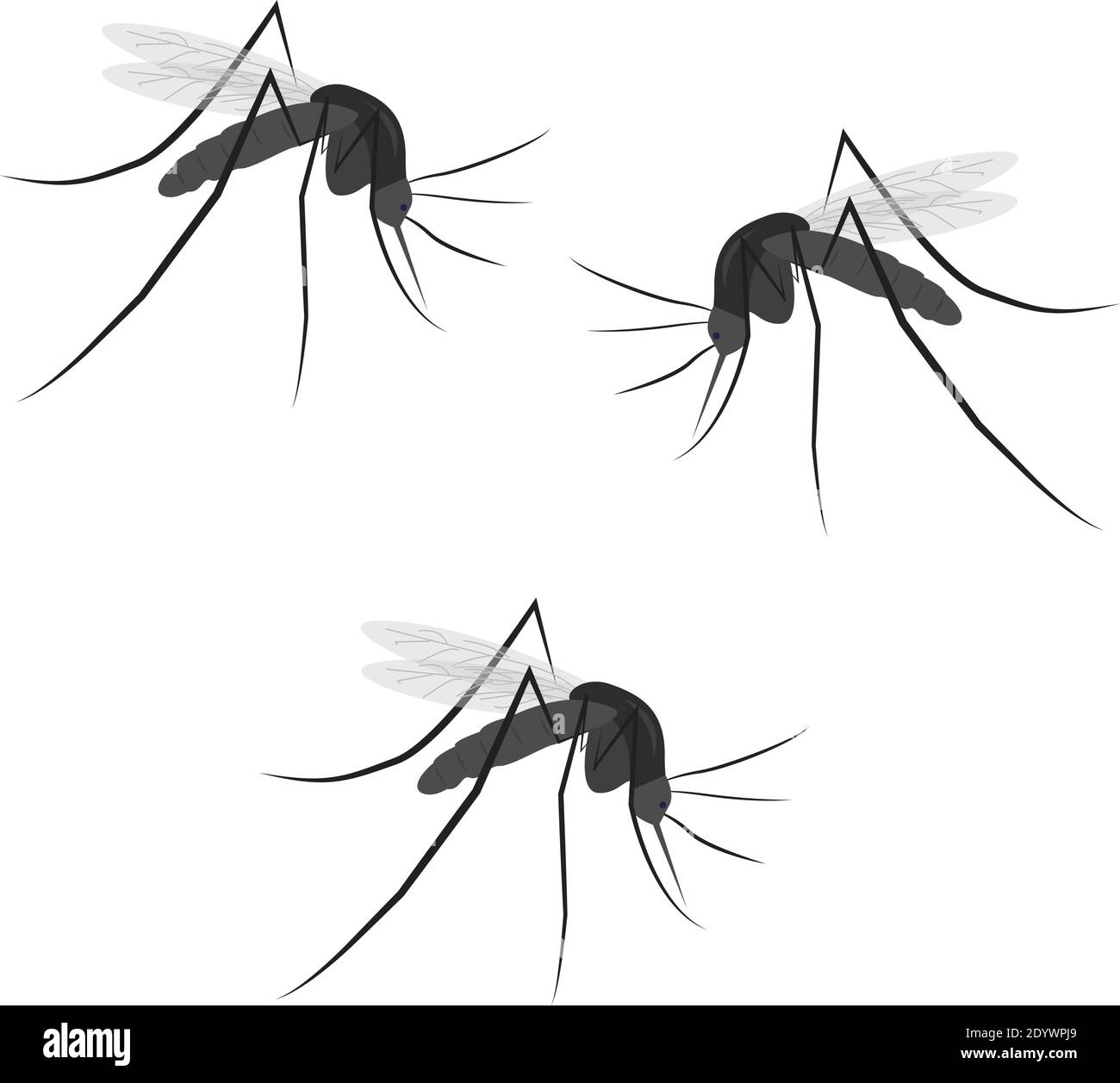 Trois moustiques, illustration, vecteur sur fond blanc. Illustration de Vecteur