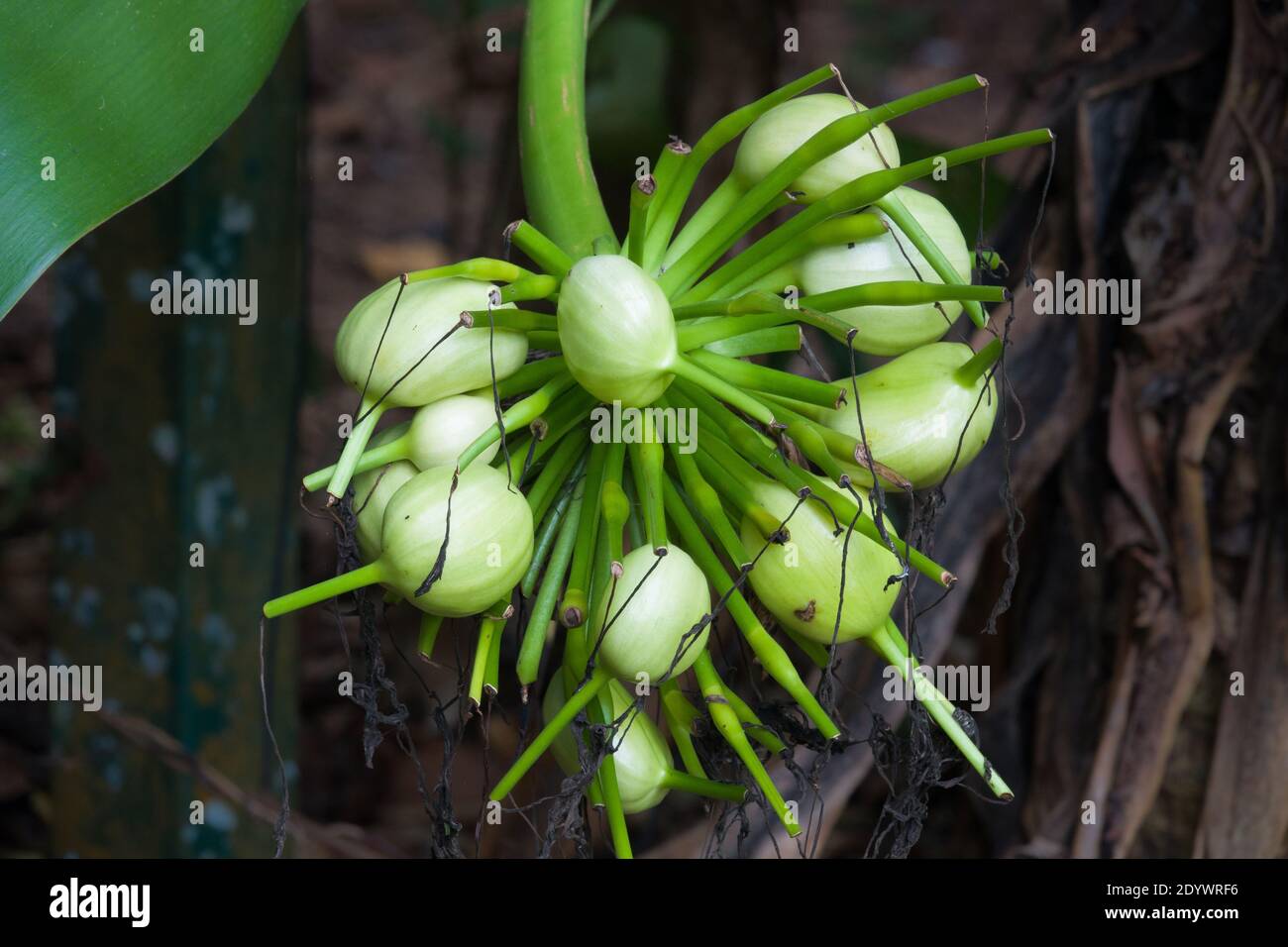Les fruits mûrissent du nénuphar (Crinum pedunculatum). Photographié Cow Bay, parc national de Daintree Banque D'Images