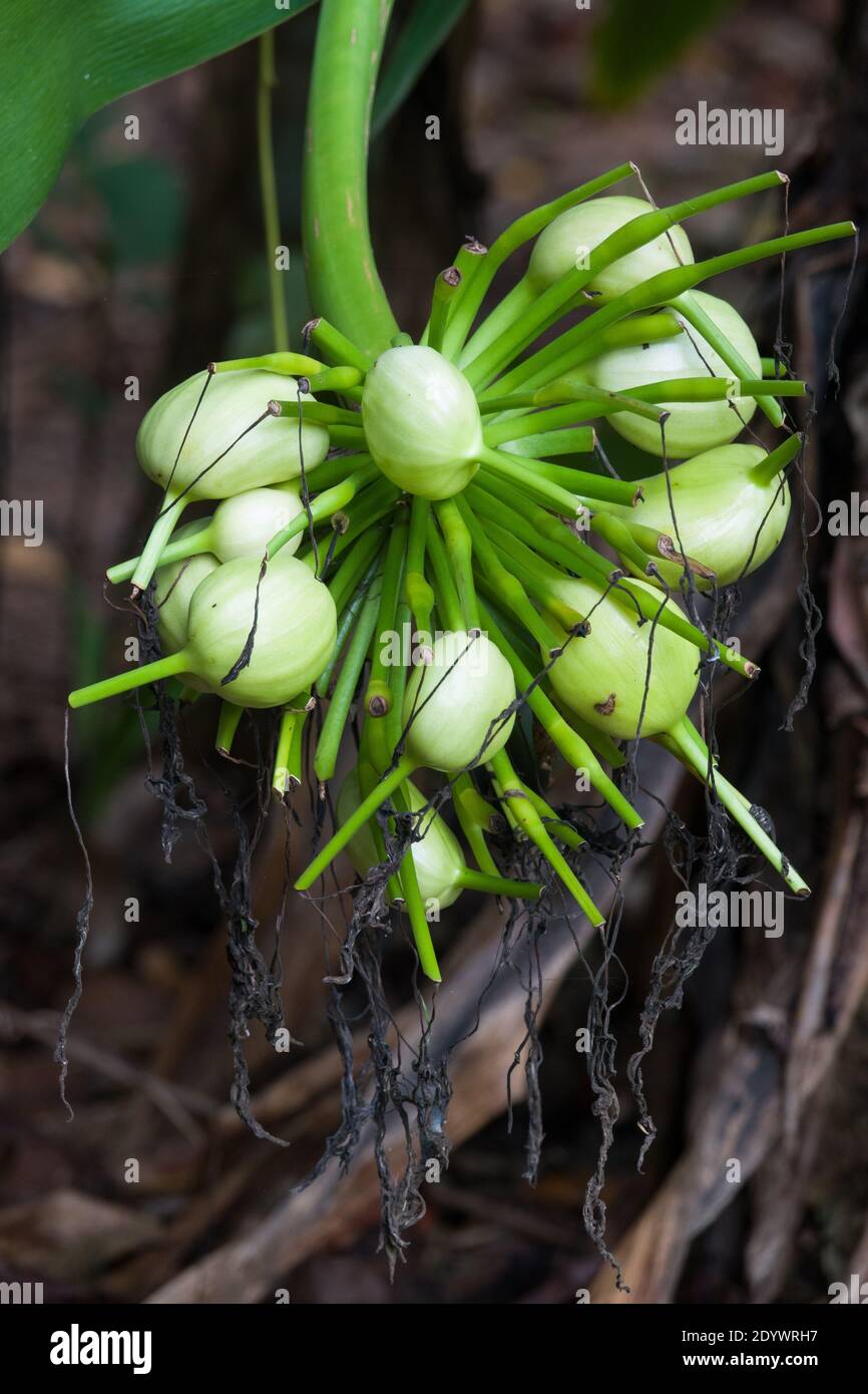 Les fruits mûrissent du nénuphar (Crinum pedunculatum). Photographié Cow Bay, parc national de Daintree Banque D'Images