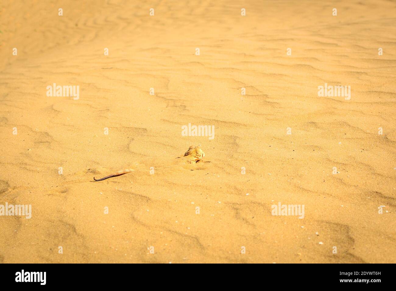 Agama à tête craquée enterré dans le sable près. Banque D'Images