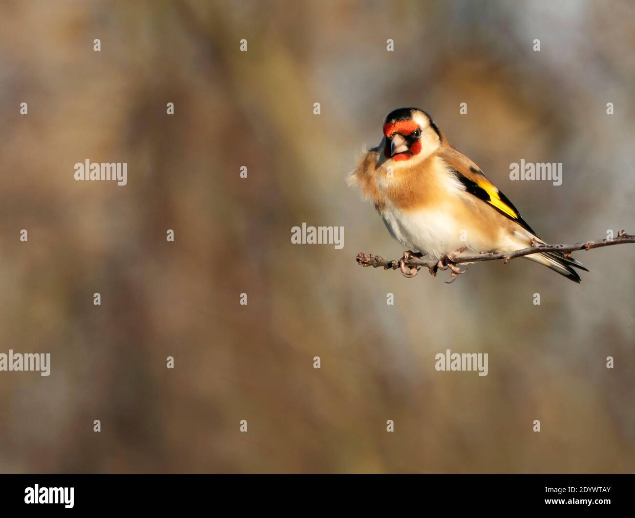 Un Goldfinch coloré (Carduelis carduelis) Oxfordshire Banque D'Images