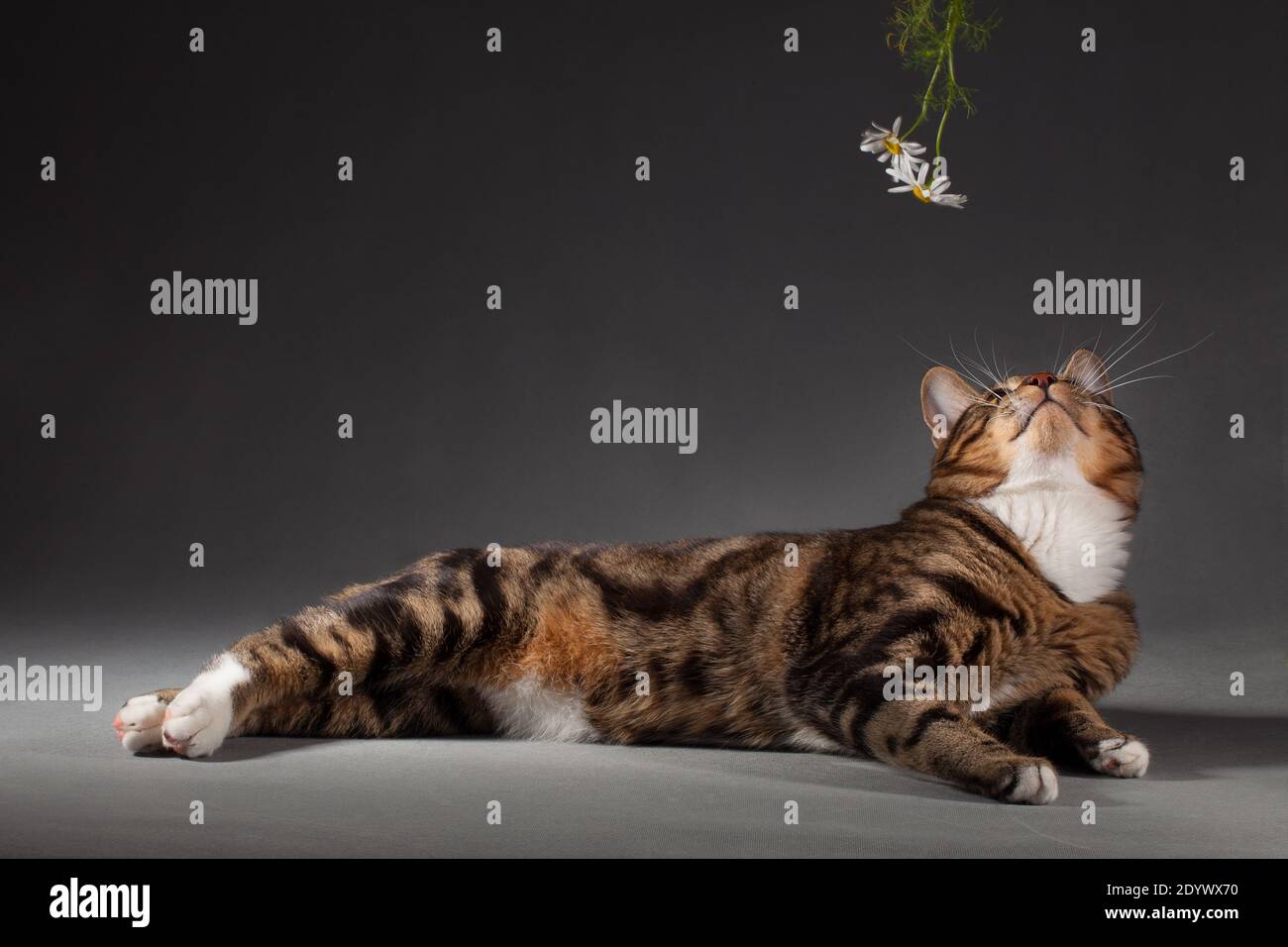 Tabby gris-rouge tacheté Kurilian Bobtail chat regardant vers le haut à la camomille sur fond gris à l'intérieur du studio Banque D'Images