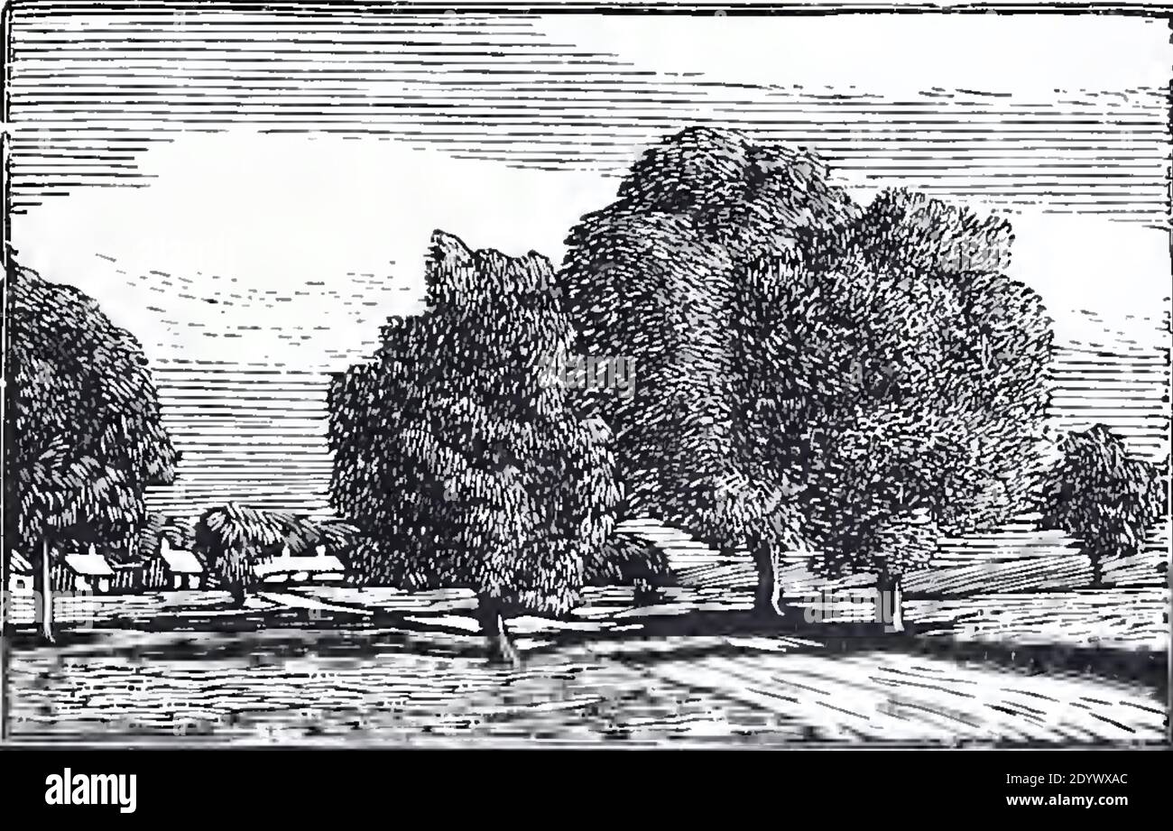 Imprimé antique vintage appelé Noyers et Poiriers ou noyer et Poires par Gwen Raverat 1915 Banque D'Images