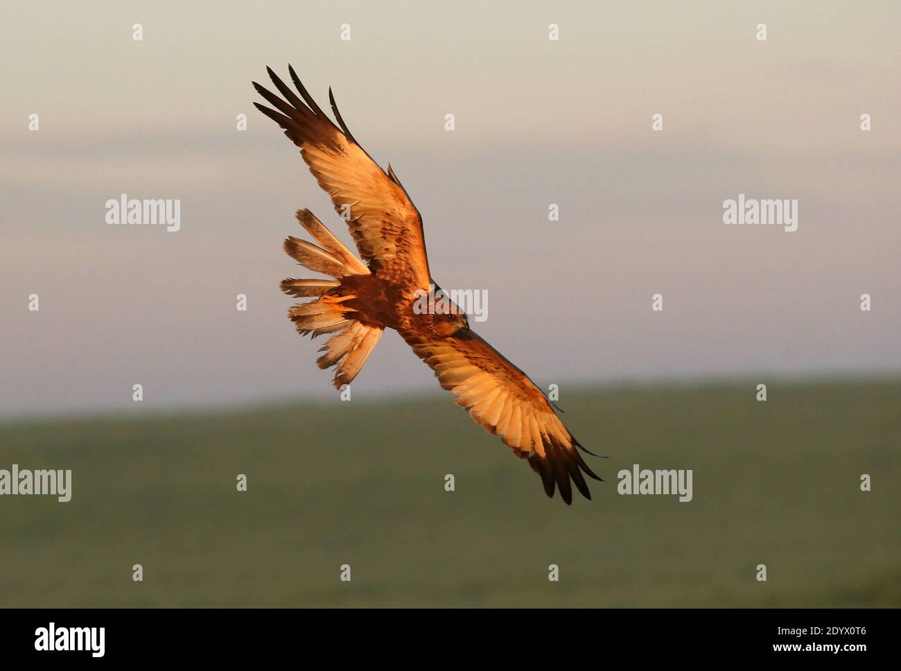 Un homme adulte de marais de l'Ouest vole au premier feu du jour Banque D'Images