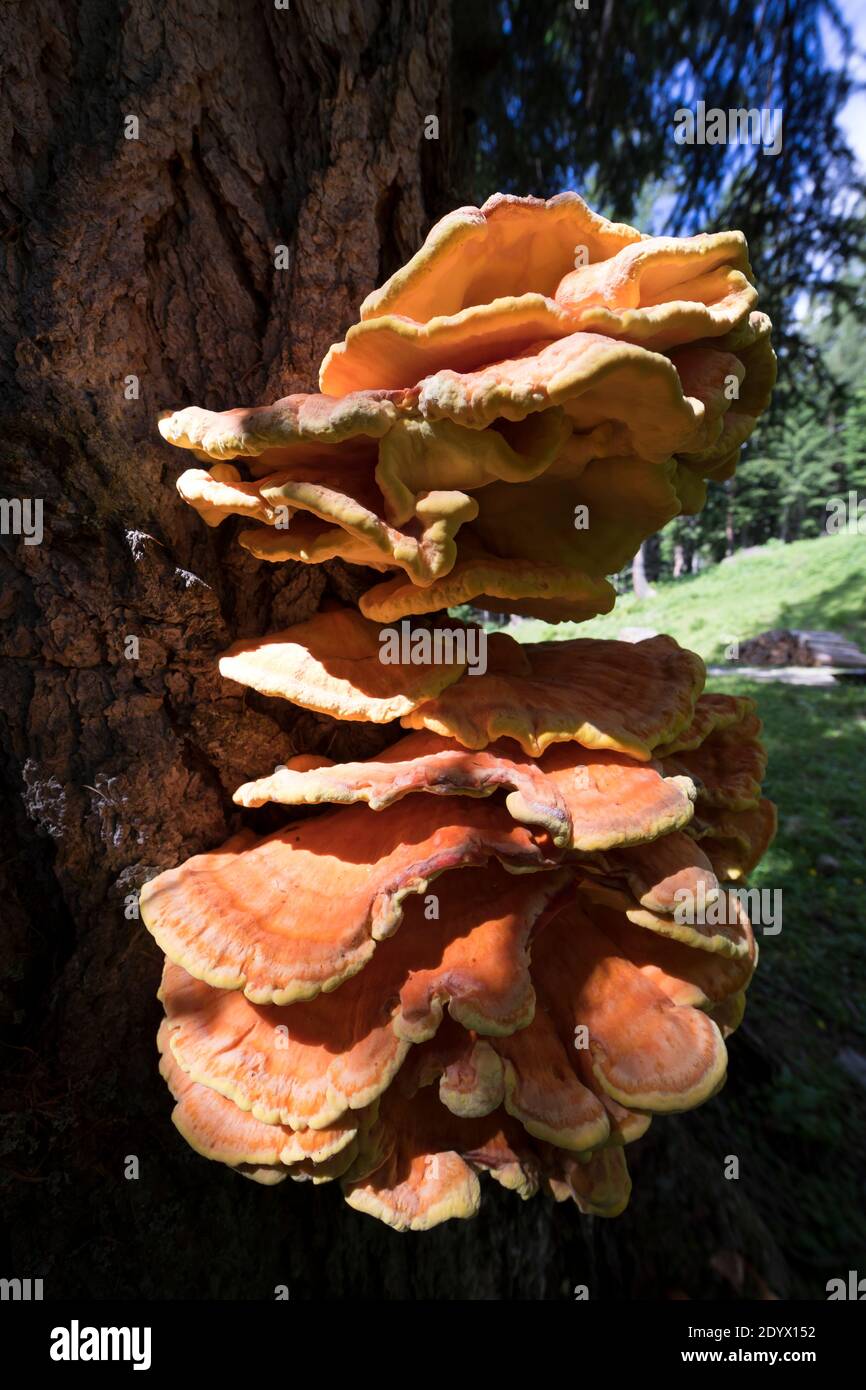 Schwefel-Porling, Schwefelporling, Schwefelporlinge, Gemeiner Schwefelporling, an einem Nadelbaumstamm, Porling, Laetiporus sulfureus, polypo de soufre Banque D'Images